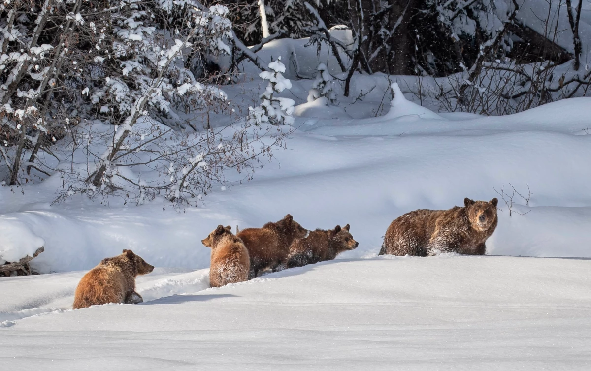 Grizzly 399 and cubs